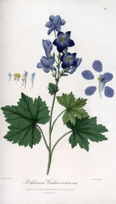 Framed Print : The Kashmir delphinium Framed Print : The Kashmir delphinium