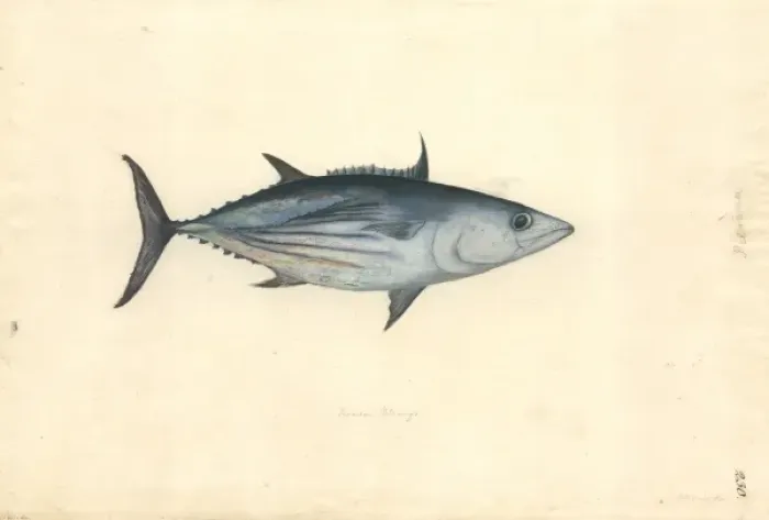 Framed Print : Katsuwomus pelamis, skipjack tuna Framed Print : Katsuwomus pelamis, skipjack tuna