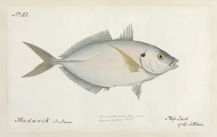 Framed Print : Katsuwonus pelamis, skipjack of the Settlers Framed Print : Katsuwonus pelamis, skipjack of the Settlers