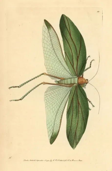 Framed Print : Katydid, Stilpnochlora laurifolia Framed Print : Katydid, Stilpnochlora laurifolia