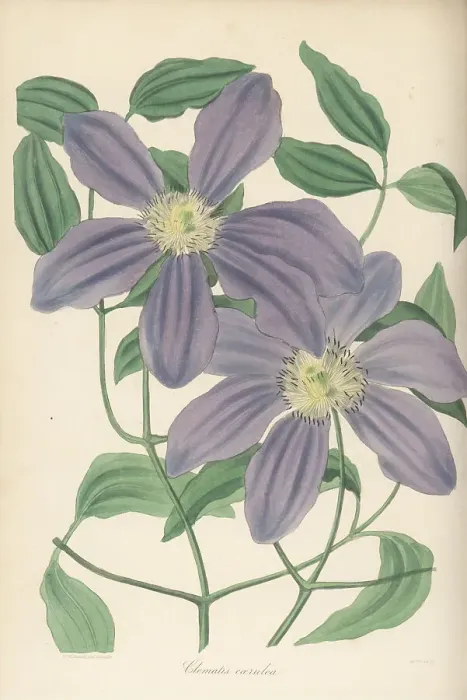 Framed Print : Kazeguruma, Clematis patens Framed Print : Kazeguruma, Clematis patens
