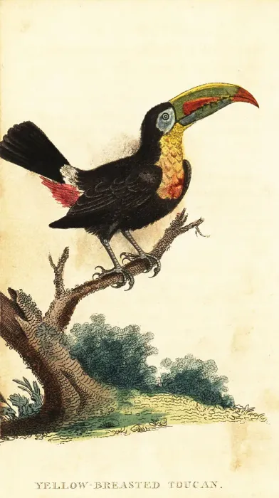 Framed Print : Keel-billed toucan, Ramphastos sulfuratus Framed Print : Keel-billed toucan, Ramphastos sulfuratus
