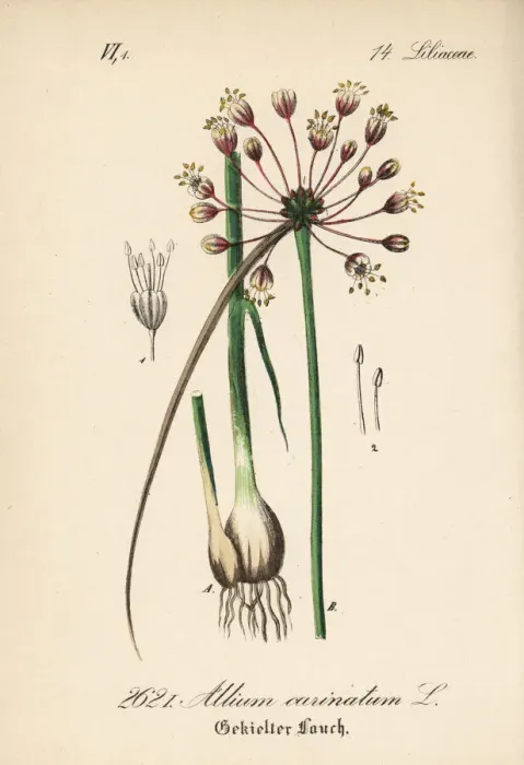 Framed Print : Keeled garlic or witchs garlic, Allium carinatum Framed Print : Keeled garlic or witchs garlic, Allium carinatum