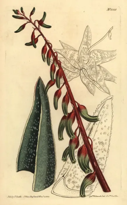 Framed Print : Keeled gasteria, Gasteria carinata Framed Print : Keeled gasteria, Gasteria carinata