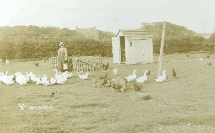 Framed Print : Keeping poultry at Grindale, Yorkshire Framed Print : Keeping poultry at Grindale, Yorkshire
