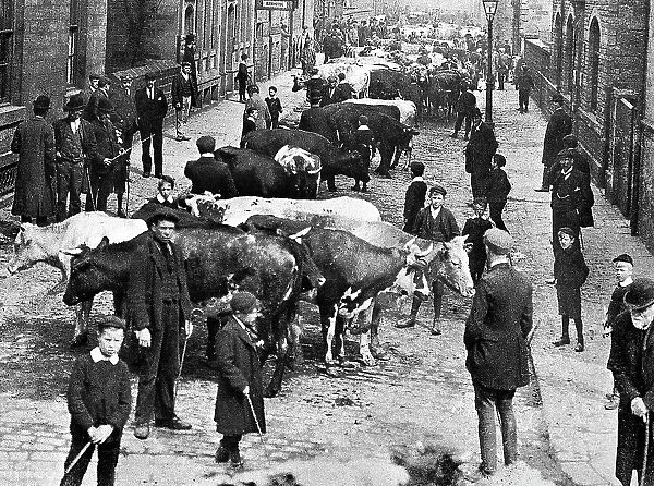 Keighley Scott Street Cattle Market early 1900s