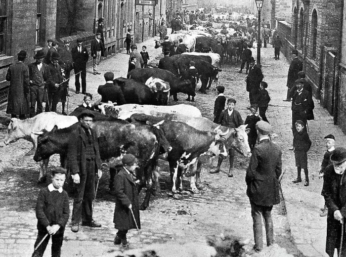 Framed Print : Keighley Scott Street Cattle Market early 1900s Framed Print : Keighley Scott Street Cattle Market early 1900s