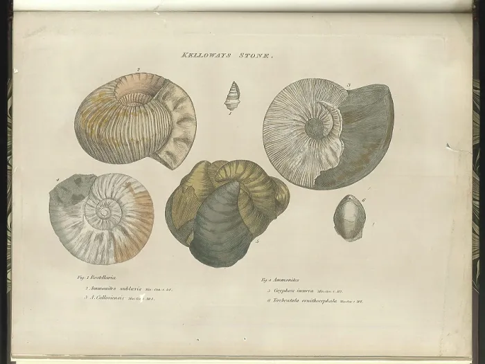Framed Print : Kelloways Stone fossils Framed Print : Kelloways Stone fossils