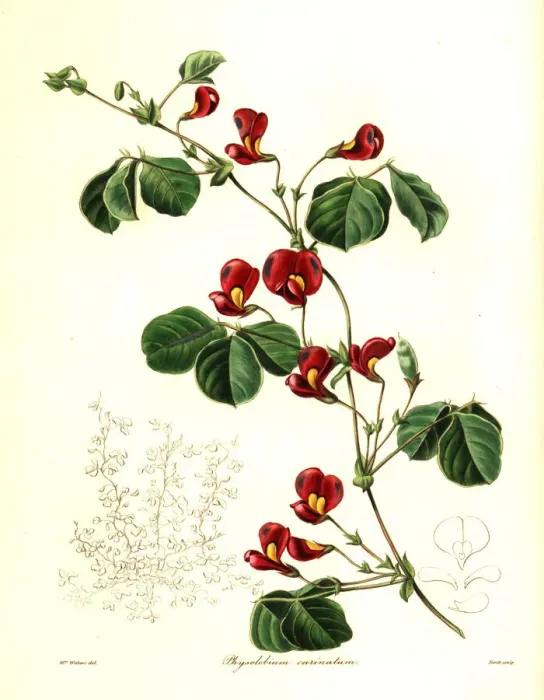 Framed Print : Kennedia carinata
