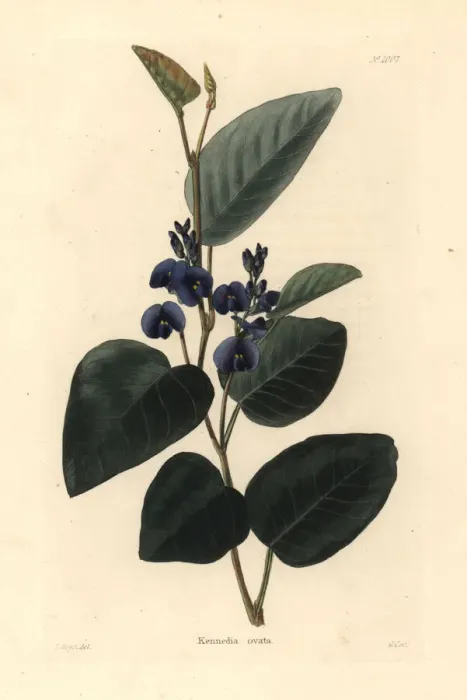 Framed Print : Kennedia ovata Framed Print : Kennedia ovata
