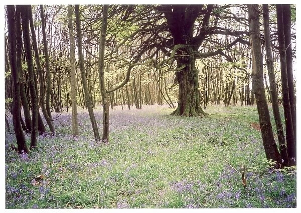 Kentish Bluebell Wood
