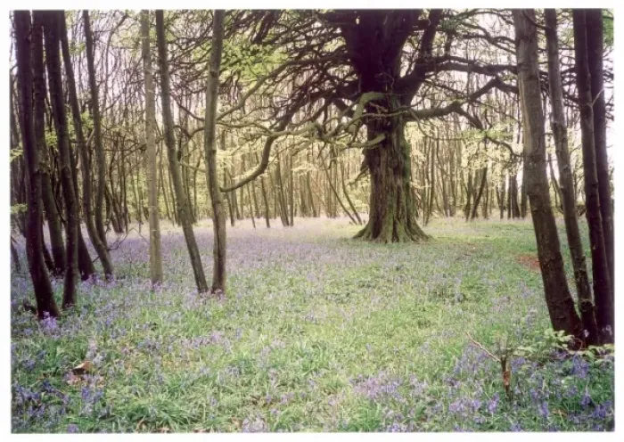 Framed Print : Kentish Bluebell Wood Framed Print : Kentish Bluebell Wood