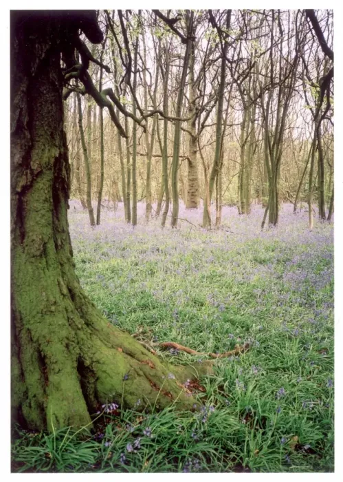 Framed Print : Kentish Bluebell Wood Framed Print : Kentish Bluebell Wood