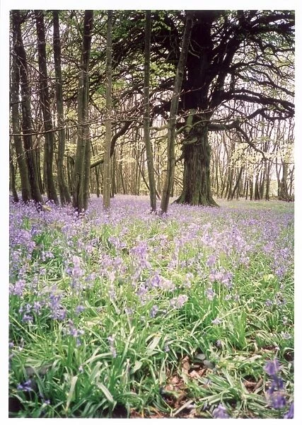 Kentish Bluebell Wood