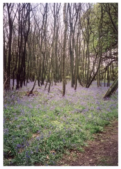 Framed Print : Kentish Bluebell Wood Framed Print : Kentish Bluebell Wood