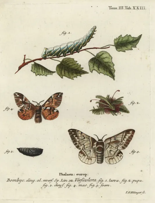 Framed Print : Kentish glory, Endromis versicolora Framed Print : Kentish glory, Endromis versicolora