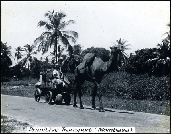 Kenya - Camel-drawn Transport, Mombasa