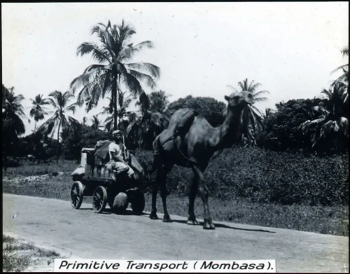 Framed Print : Kenya - Camel-drawn Transport, Mombasa Framed Print : Kenya - Camel-drawn Transport, Mombasa