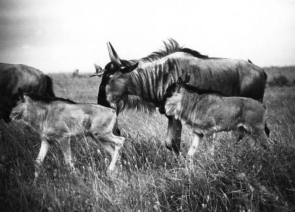 Kenyan Wildebeest  /  Gnu