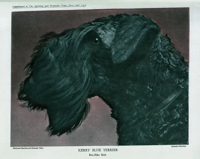 Framed Print : Kerry Blue Terrier Framed Print : Kerry Blue Terrier