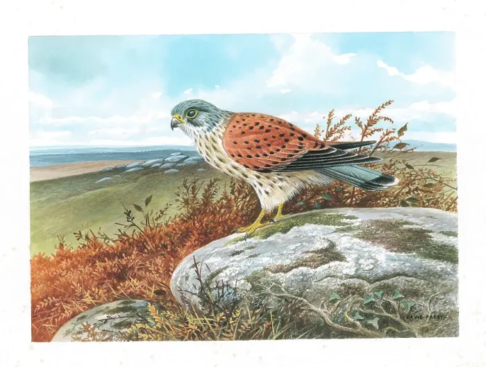 Framed Print : Kestrel by David Parry