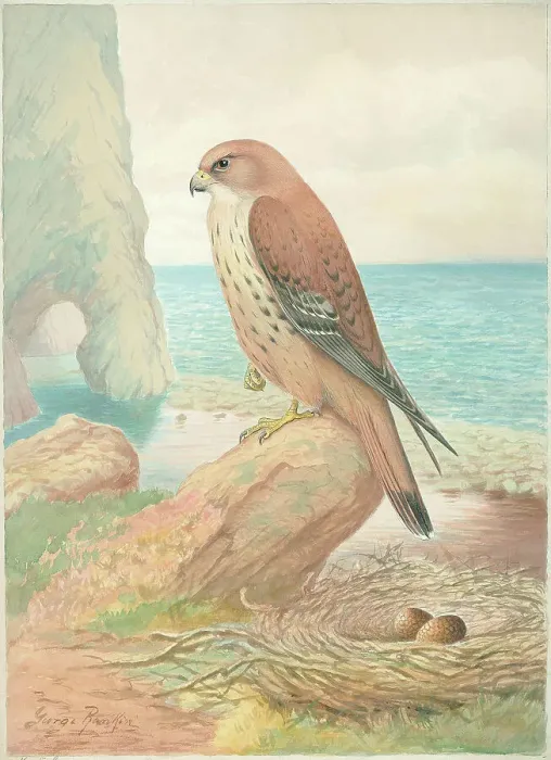 Framed Print : Kestrel by George Rankin Framed Print : Kestrel by George Rankin
