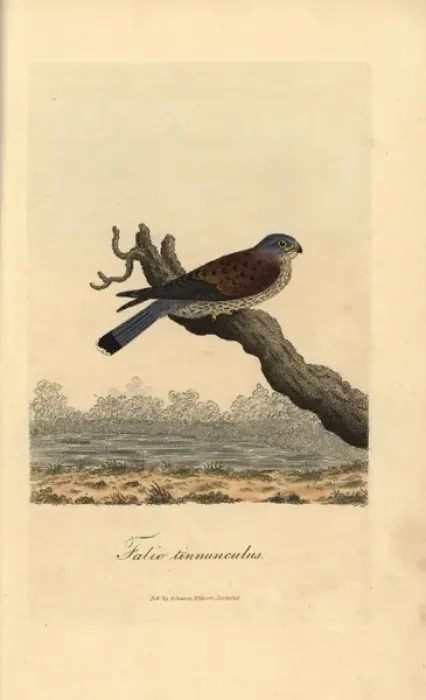 Framed Print : Kestrel, Falco tinnunculus Framed Print : Kestrel, Falco tinnunculus