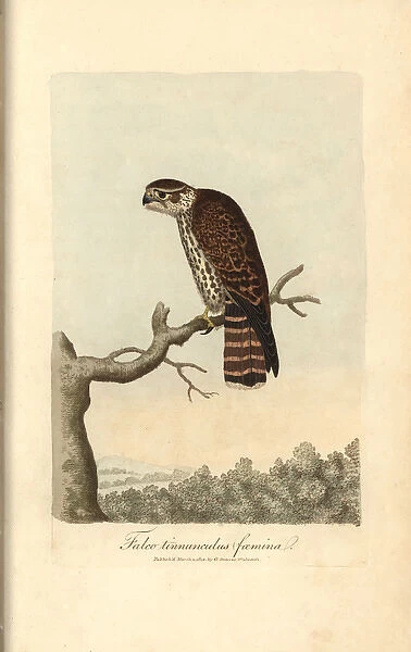 Kestrel, Falco tinnunculus (female)