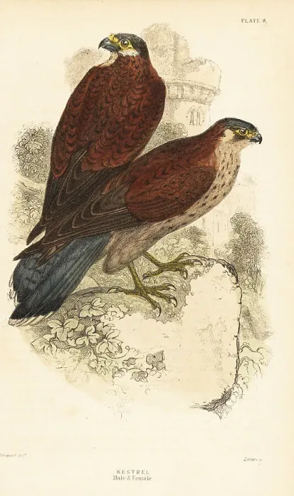 Framed Print : Kestrel, male and female, Falco tinnunculus, in front of a ruine Framed Print : Kestrel, male and female, Falco tinnunculus, in front of a ruine