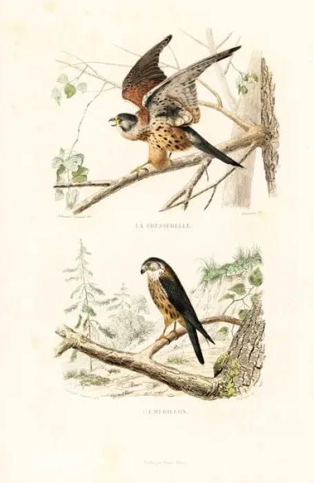 Framed Print : Kestrel and merlin Framed Print : Kestrel and merlin