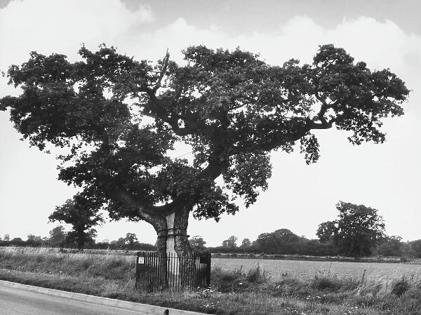 KETTs OAK. Ketts Oak, at Hethersett, Norfolk, England