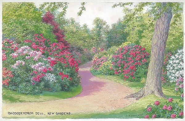 Kew Gardens, Rhododendron Dell, London