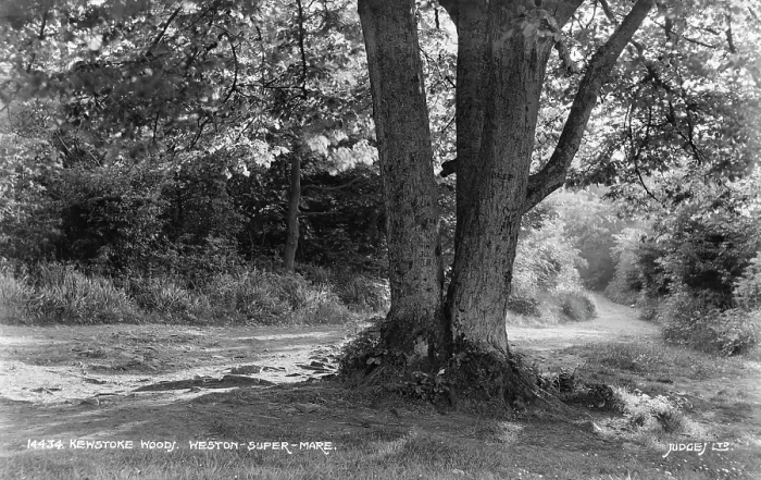Framed Print : Kewstoke Wood Framed Print : Kewstoke Wood