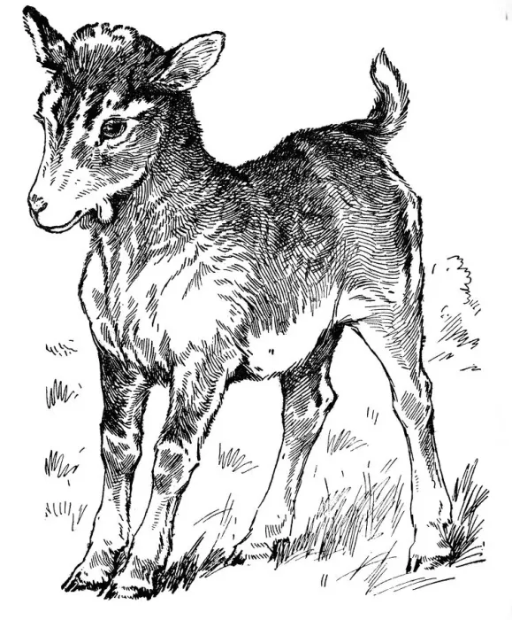 Framed Print : A kid (young goat) Framed Print : A kid (young goat)
