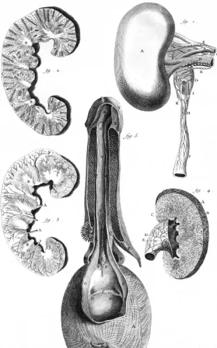 Framed Print : Kidney & Bladder 18th C Framed Print : Kidney & Bladder 18th C