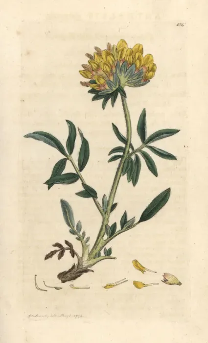 Framed Print : Kidney vetch or ladies finger, Anthyllis vulneraria Framed Print : Kidney vetch or ladies finger, Anthyllis vulneraria