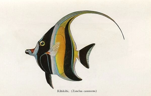 Kihikihi, Fishes of Hawaii