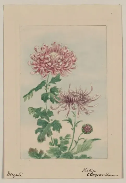 Framed Print : Kiku - chrysanthemum Framed Print : Kiku - chrysanthemum