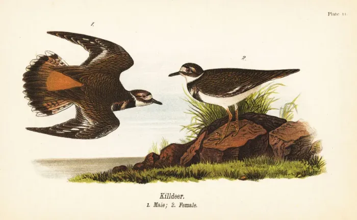 Framed Print : Killdeer, Charadrius vociferus Framed Print : Killdeer, Charadrius vociferus