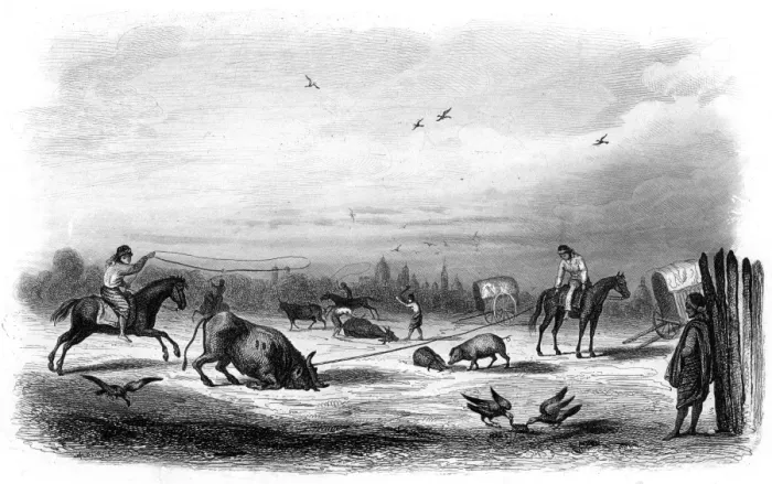 Framed Print : Killing Cattle Argentina Framed Print : Killing Cattle Argentina
