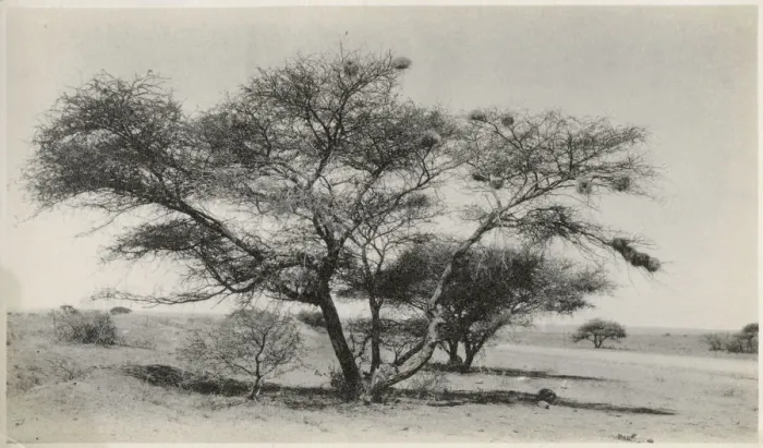Framed Print : Kimberley, South Africa - Marula Tree Date: circa 1920s Framed Print : Kimberley, South Africa - Marula Tree Date: circa 1920s
