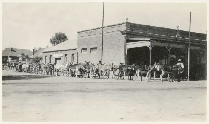 Framed Print : Kimberley, South Africa - Mule Train, pulled by 22 (I think!) mules Framed Print : Kimberley, South Africa - Mule Train, pulled by 22 (I think!) mules