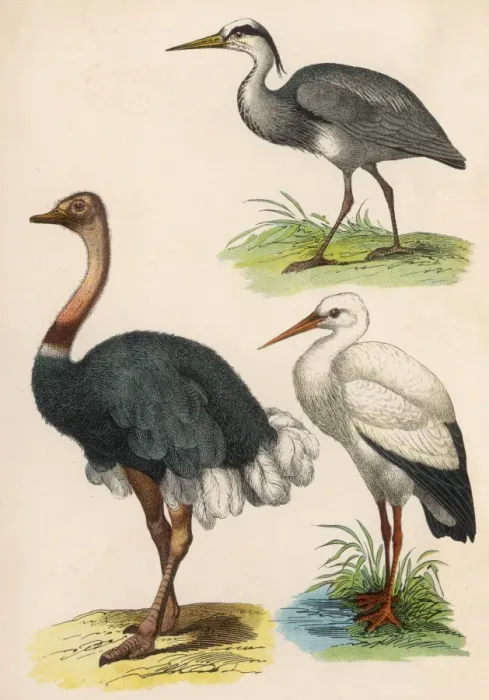 Framed Print : Three Kinds of Bird Framed Print : Three Kinds of Bird