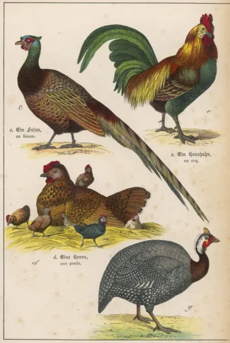 Framed Print : Four Kinds of Bird Framed Print : Four Kinds of Bird