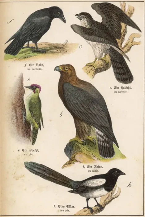 Framed Print : Five Kinds of Bird Framed Print : Five Kinds of Bird