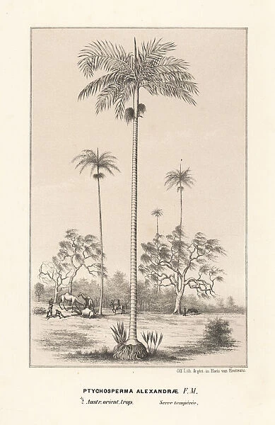 King Alexander palm Archontophoenix alexandrae