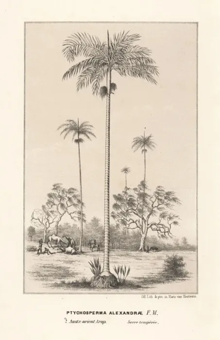 Framed Print : King Alexander palm Archontophoenix alexandrae Framed Print : King Alexander palm Archontophoenix alexandrae