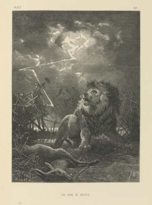 Framed Print : The King of Beasts Framed Print : The King of Beasts