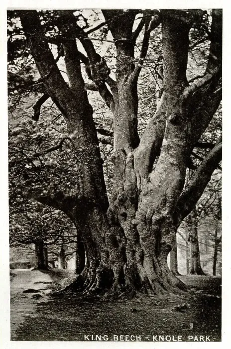 Framed Print : King Beech Tree, Knole Park, Kent Framed Print : King Beech Tree, Knole Park, Kent