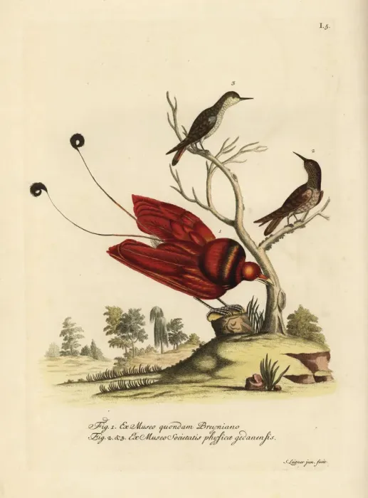 Framed Print : King bird-of-paradise, Cicinnurus regius Framed Print : King bird-of-paradise, Cicinnurus regius